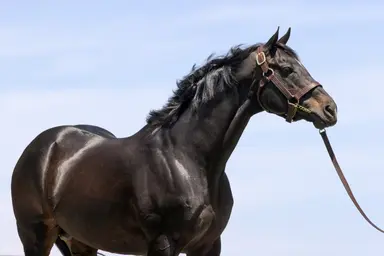 Not This Time threatening Into Mischief's grip on top sire title