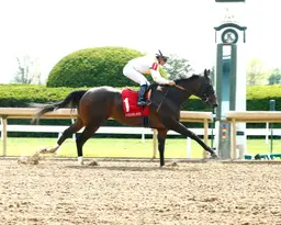 Andrew Beyer: Mashallah's maiden win earned figure that belongs in the pantheon