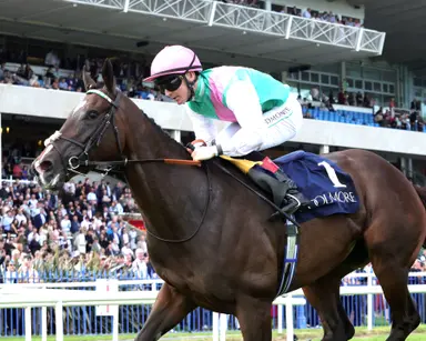 Breeders' Cup Filly and Mare Turf: Blue Bolt has the class but is untested going long