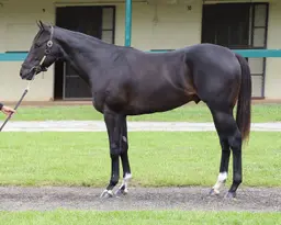 OBS June sale concludes with record figures