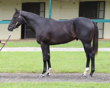OBS June sale concludes with record figures