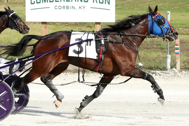 Gimpanzee Dancer 7-9-26