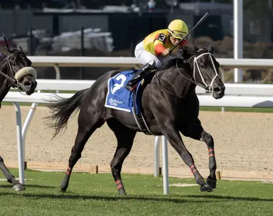 Breeders' Cup Juvenile Turf Sprint: Harper's Corner looks to flip script on cutback