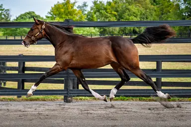 Harness: Lexington opening night consignors discuss their prospects