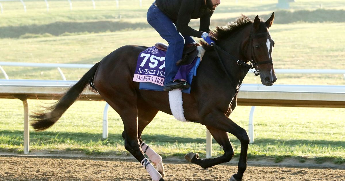 Breeders' Cup: Lynch's pair of runners keeping him busy