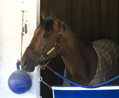 Kentucky Derby: Yakteen going by his own book preparing Practical Move, Reincarnate
