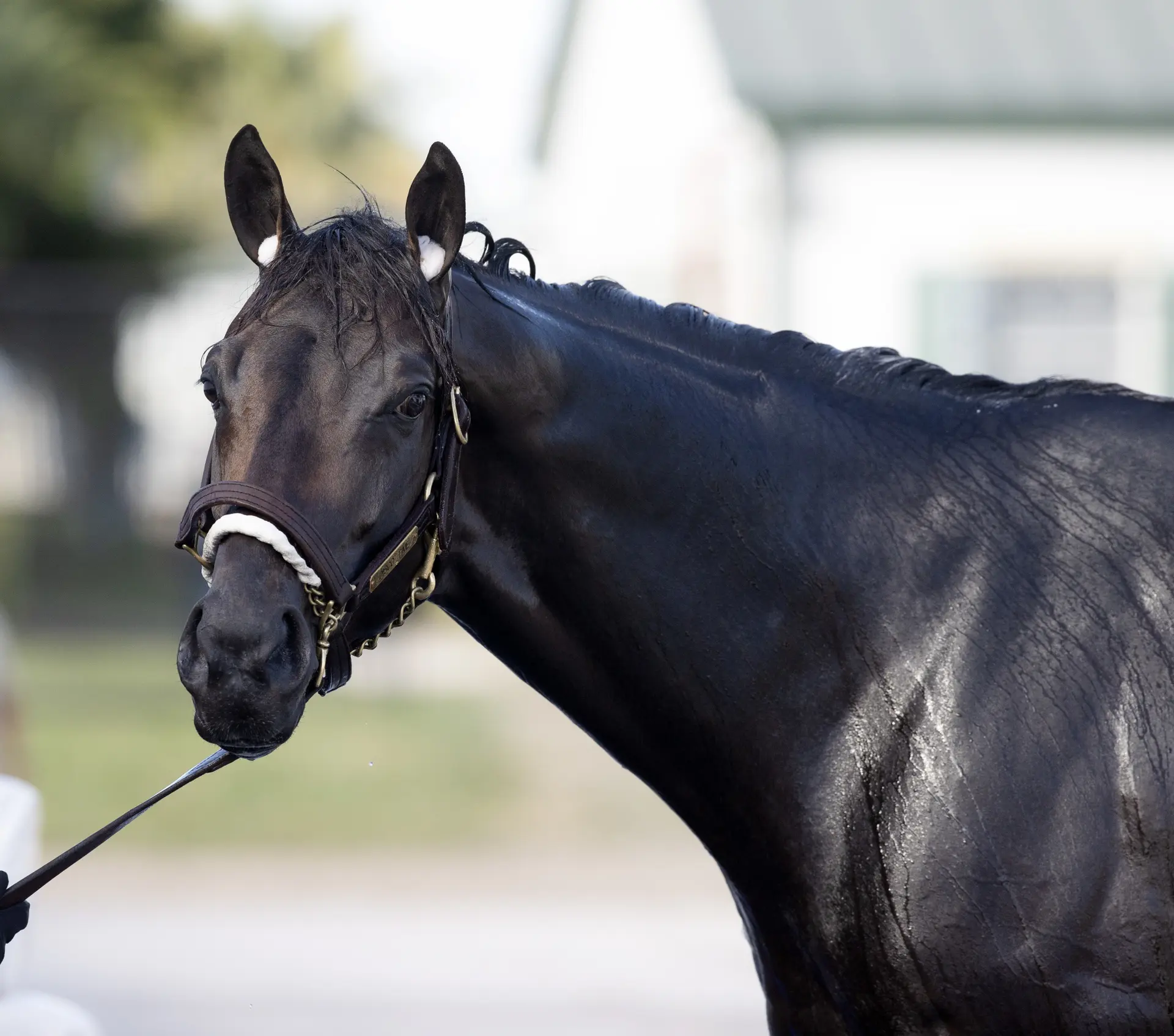 Disco Time looks to get back into groove in Belmont allowance