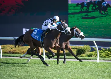 Mrs D enters Breeders' Cup picture with upset in Algonquin Stakes
