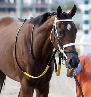 Kentucky Derby: Jose Ortiz named to ride Catalytic