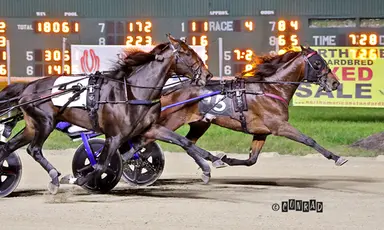 Breeders Crown:  Diabolic Hill, Big Ranger come out on top in 3YO Colt Trot elims
