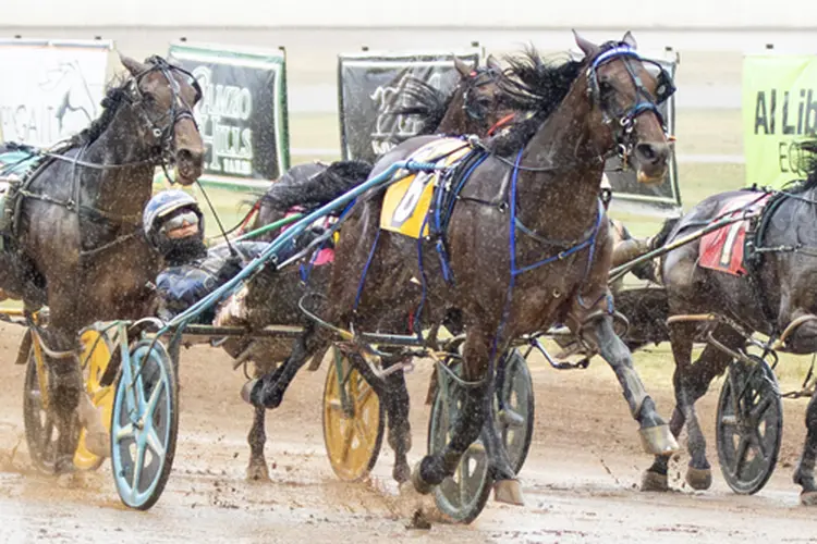 Prince Hal Hanover 10-10-26