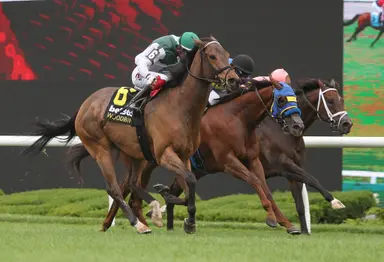 Artemus Citylimits looks to get back to winning ways