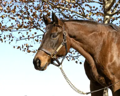 The amazing Serena's Song, a first round Hall of Famer, dies at age 34