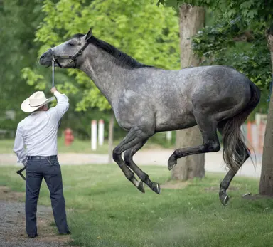 2024 Belmont Stakes Clocker: Mystik Dan, Pletcher trio gallop