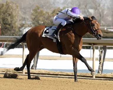 Paradise, Two Bits head expected field of six for Gazelle