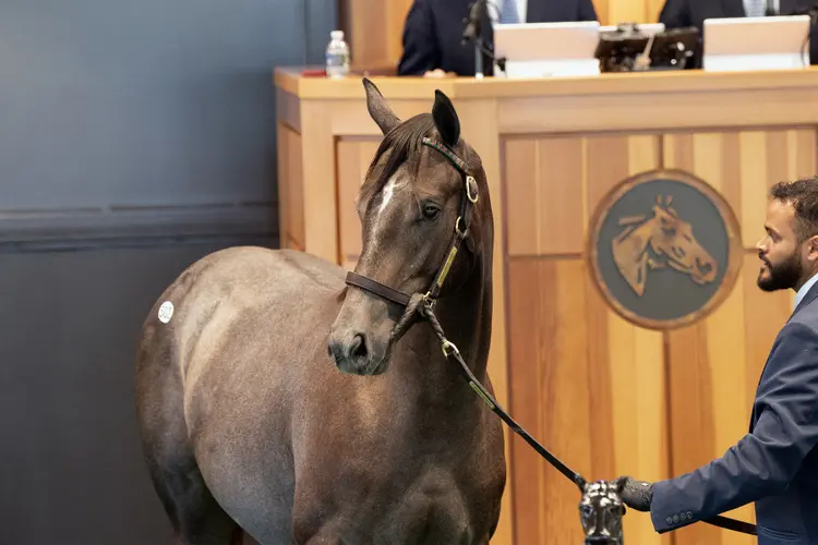 Hip502FTNY8-25FTK0735.jpg