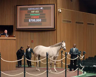 Keeneland January sale: Pretty Birdie, Delahaye sell for $700,000 to top Book 1