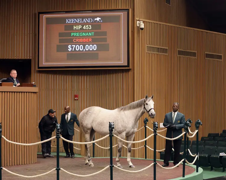 Hip 453 Pretty Birdie $700,000.jpg