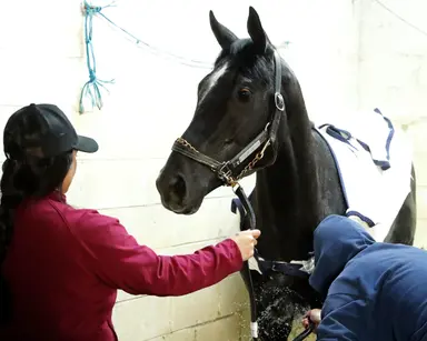 Kentucky Derby pedigree profile: Chunk of Gold
