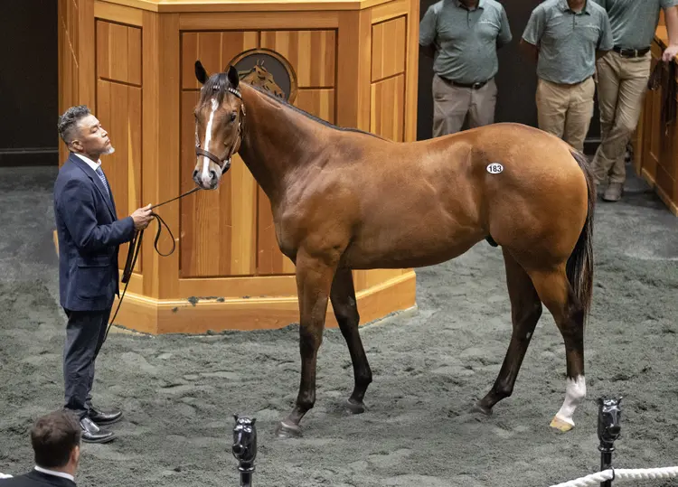Hip 183 02.Saratoga Sale.8-6-24.BL_.jpg