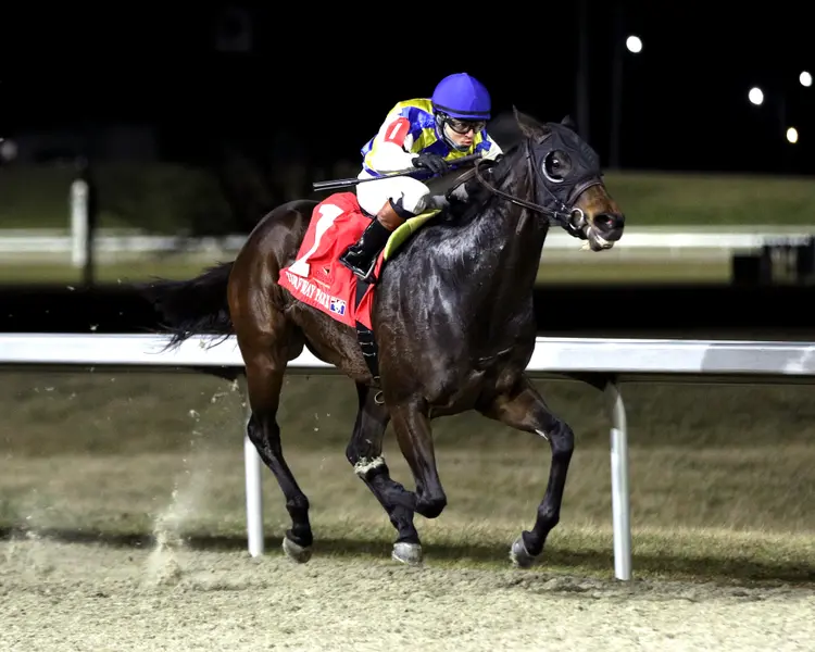 RESPLENDENCE - The Cincinnati Trophy 44th Running - 02-20-26 - R09 - Turfway Park - Finish 06 - Ashleigh Schlitt.jpg