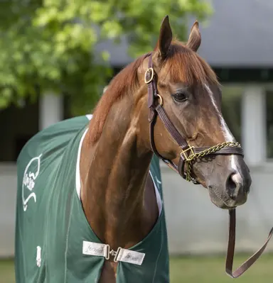 Secret Oath bought by Spendthrift, will be bred to Into Mischief