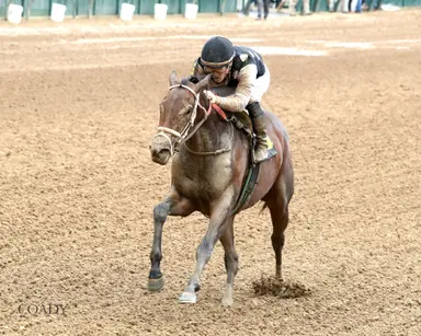 Have Faith seeks breakthrough win in Southern Hospitality