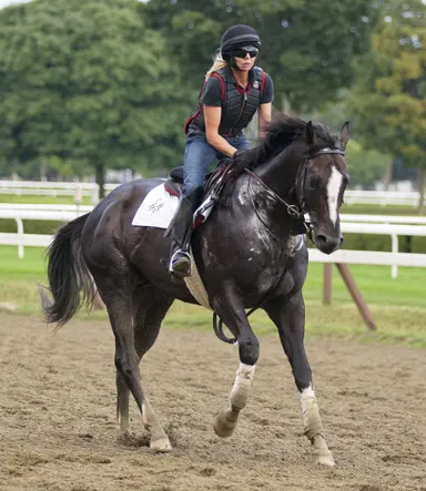 Honor Code relocated to Yushun Stallion Station in Japan