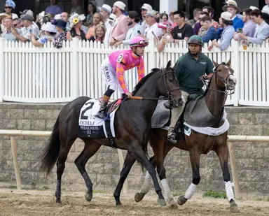 Beckman confirms Ocelli for Haskell