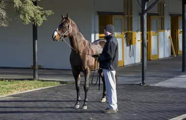 Global stallion War Front pensioned at 24
