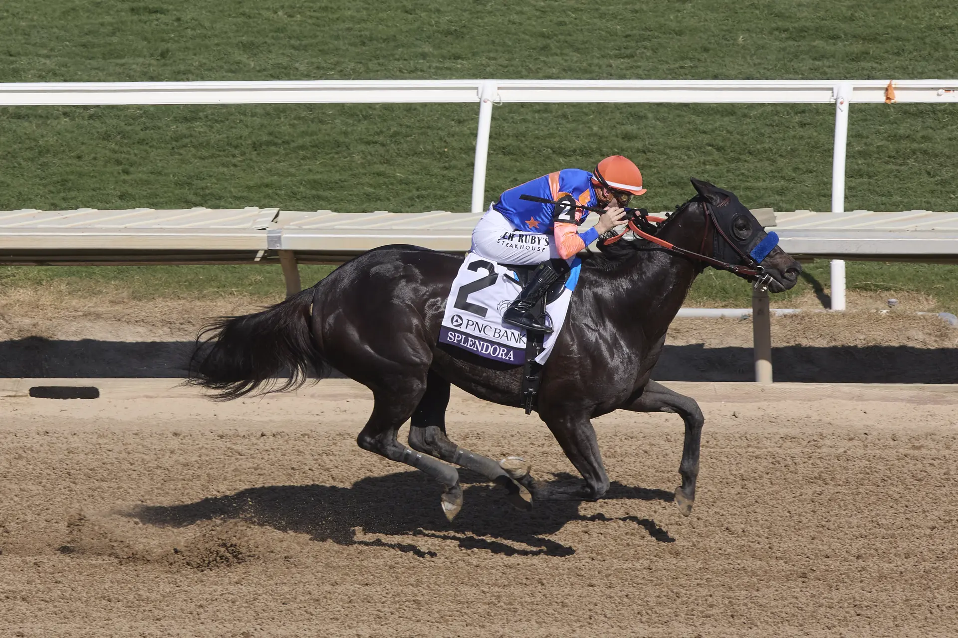 Breeders' Cup Filly and Mare Sprint: Splendora powers home to first graded stakes win