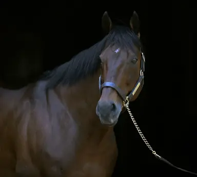 American Pharoah to stand in Japan until U.S. return next summer