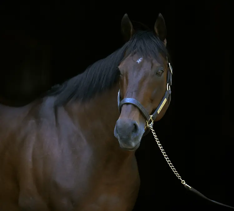 American Pharoah.5-10-23.BL
