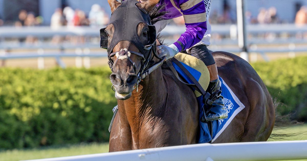 Dry conditions just what Tawny Port wants in Gold Cup