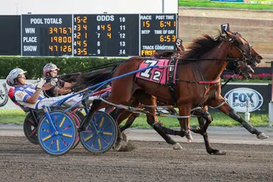 Meadowlands:  Sangria Summer sizzles in Shady Daisy