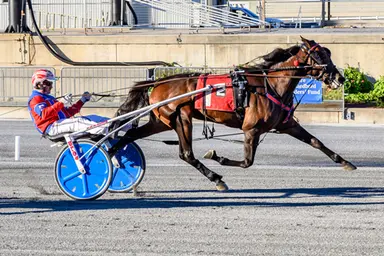 Harrington:  Vamoose lowers her own track record as DSBF prelims wrap up