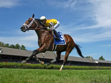 Farms hustle to build books for latest additions to stallion ranks