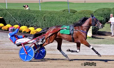 Delaware County Fair:  Old Oaken Bucket to Untouchable As, Pony Chrome best in Buckette