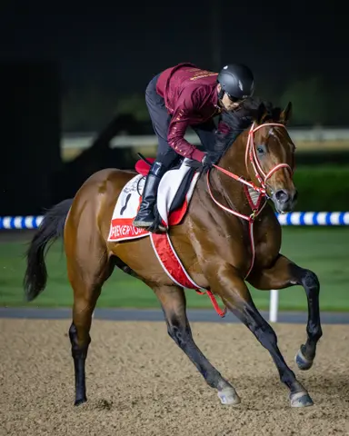 Dubai World Cup: With war all around, racing's eyes on Forever Young