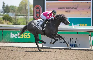 King's Plate pedigree profile: My Boy Prince