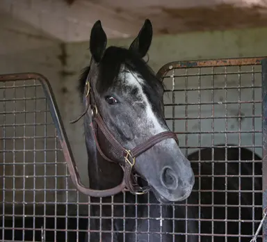 Casse duo could fly under the radar in Singspiel