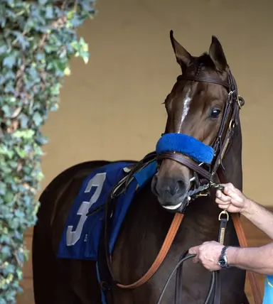 Himika tries turf in Sweet Life Stakes