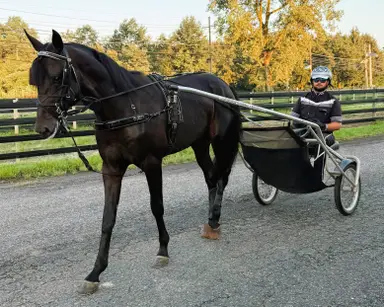 Harness: Andersen hopes stable keeps rolling