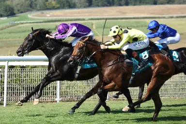 Star European miler Bow Echo retired