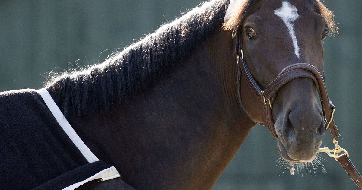Golden Tempo settled at home for BC Classic preparations