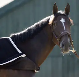 Golden Tempo settled at home for BC Classic preparations