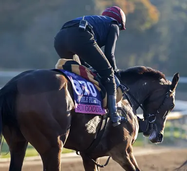 Breeders' Cup Juvenile Fillies Turf: Sun Goddess heavily favored but no lock