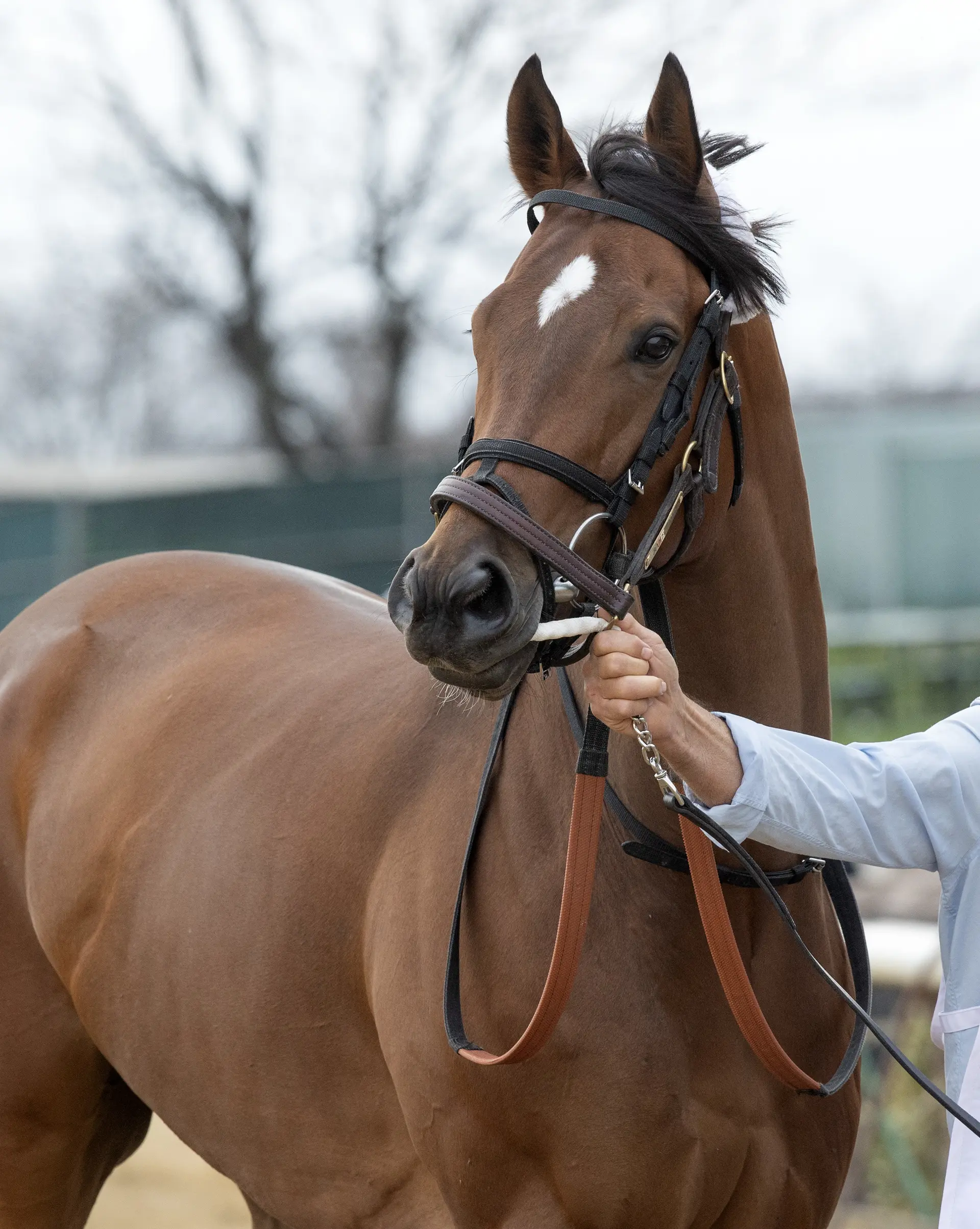 Book'em Danno scratched from Forego; will point to Vosburgh