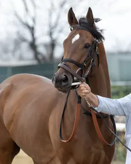 Book'em Danno scratched from Forego; will point to Vosburgh