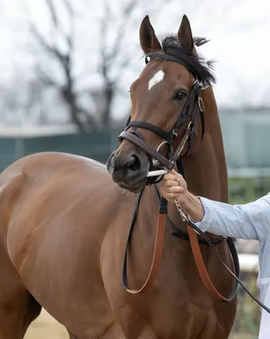 Book'em Danno scratched from Forego; will point to Vosburgh